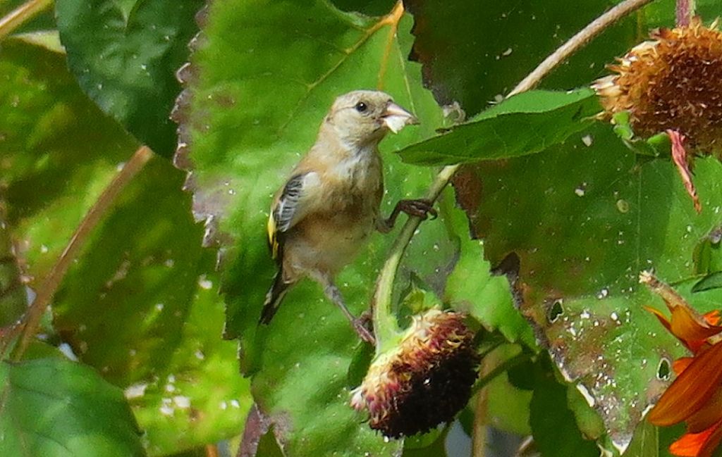 ...dalle ali gialle e nere: giovane Cardellino (Carduelis carduelis)